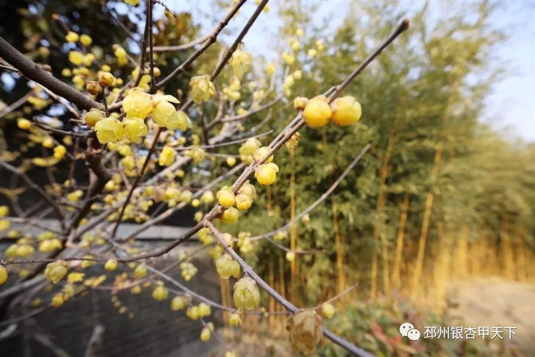 湖州铁佛寺梅花盛开之新景